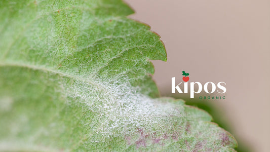 Cinnerate® for Powdery Mildew Control