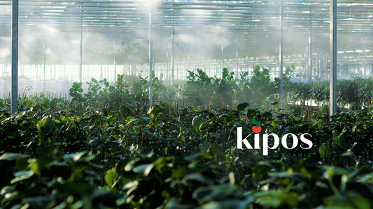 Greenhouse Mildew Control: Cinnerate Spray Guide