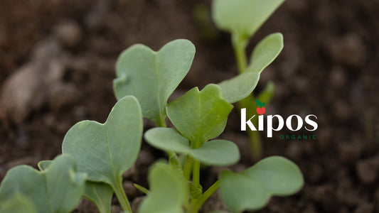 Don't Leave Your Soil Naked