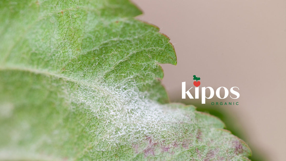 Cinnerate® for Powdery Mildew Control